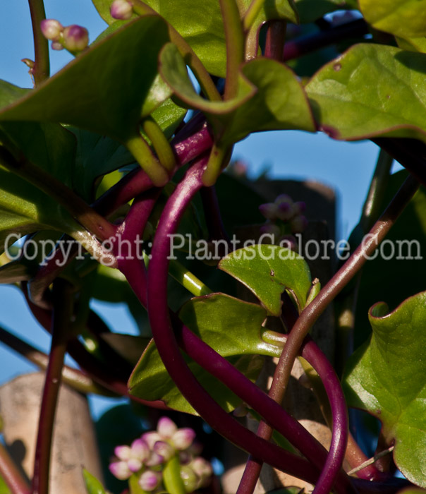 PGC-V-Basella-alba-aka-Malabar-Spinach-913e1-2