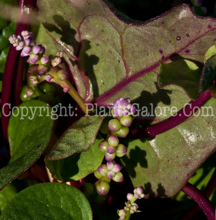 PGC-V-Basella-alba-aka-Malabar-Spinach-913e1-5