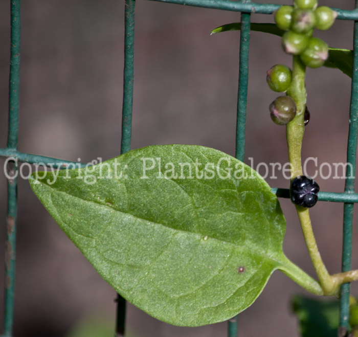 PGC-V-Basella-alba-aka-Malabar-Spinach-913e-3