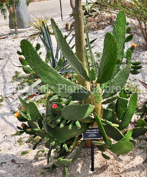 PGC-P-Basiliopuntia-brasiliensis-aka-Brazilian-Prickly-Pear-2013-3