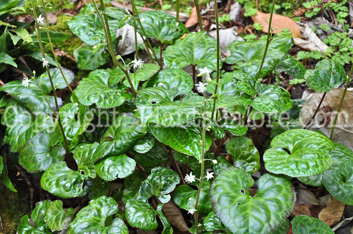 PGC-P-Beesia-deltophylla-0513-2