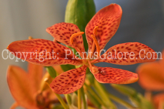 PGC-P-Belamcanda-chinensis-Freckle-Face-2012-1