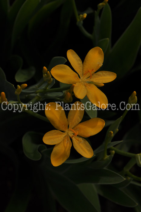 PGC-P-Belamcanda-chinensis-Hello-Yellow-2010-02