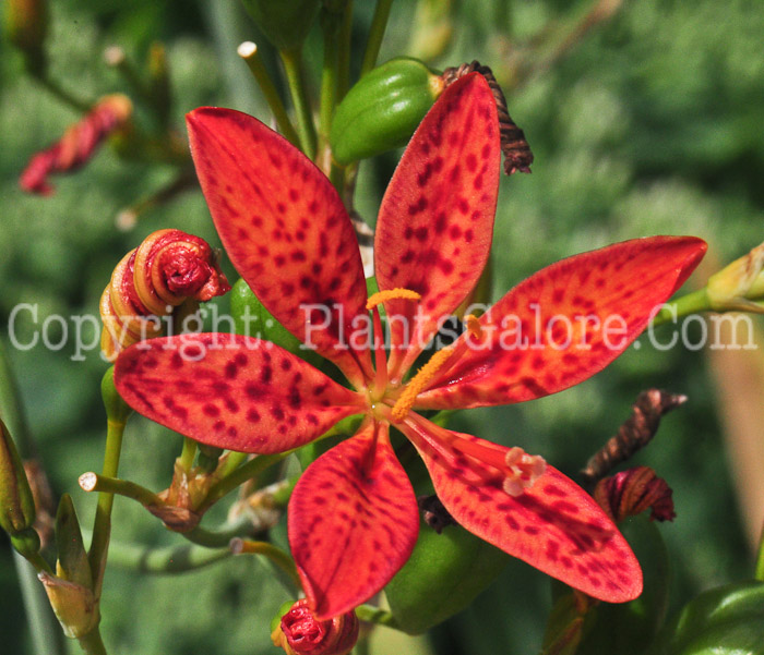 PGC-P-Belamcanda-chinensis-aka-Blackberry-Lily-flower-1