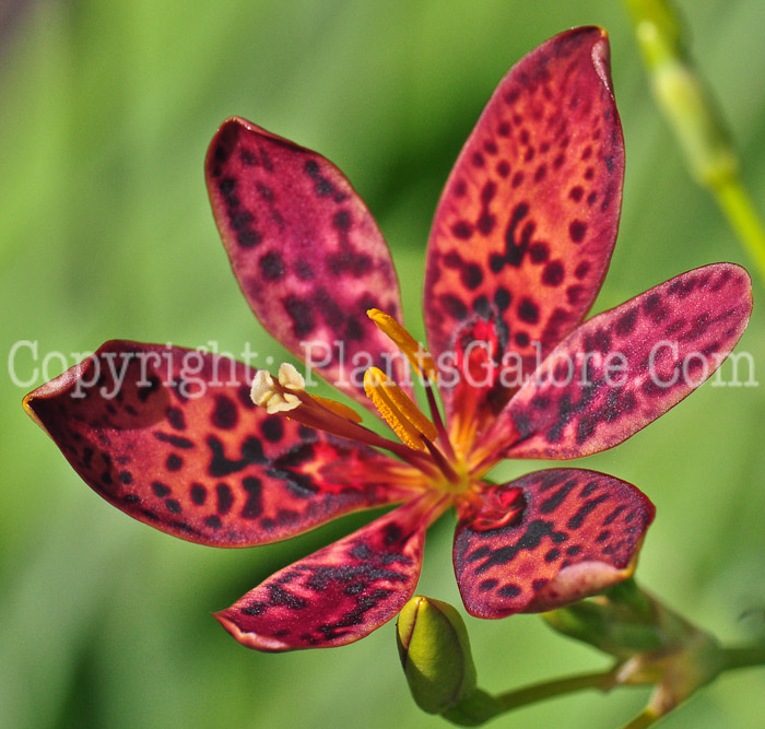 PGC-P-Belamcanda-chinensis-aka-Blackberry-Lily-flower-11