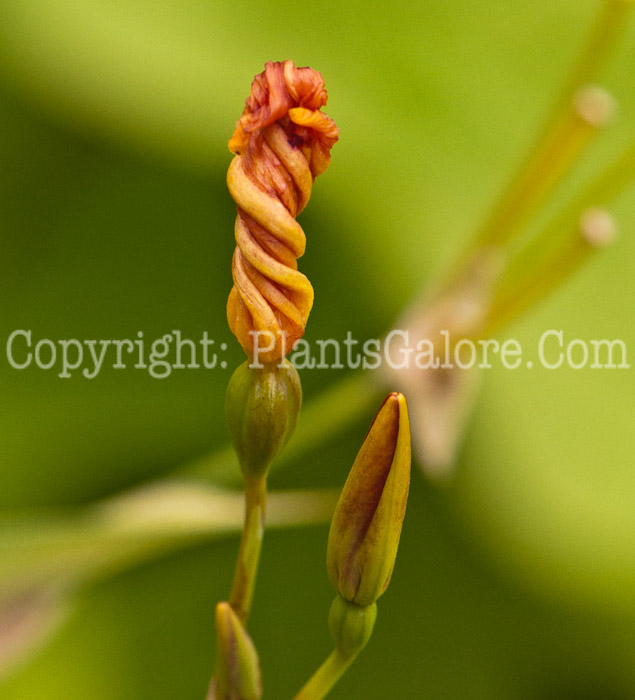 PGC-P-Belamcanda-chinensis-aka-Blackberry-Lily-flower-3