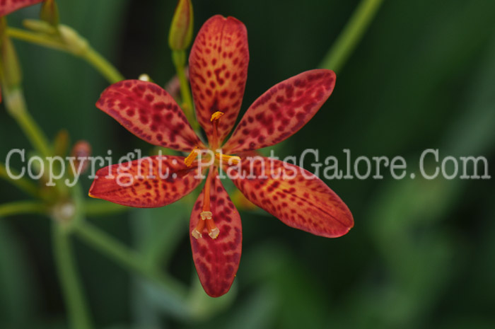 PGC-P-Belamcanda-chinensis-aka-Blackberry-Lily-flower-6