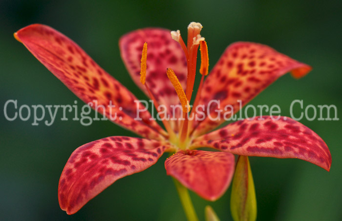 PGC-P-Belamcanda-chinensis-aka-Blackberry-Lily-flower-7