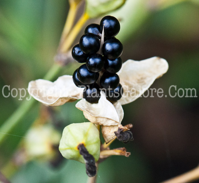 PGC-P-Belamcanda-chinensis-aka-Blackberry-Lily-fruit-10
