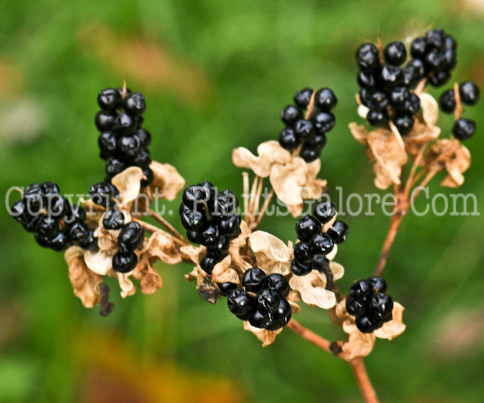 PGC-P-Belamcanda-chinensis-aka-Blackberry-Lily-fruit-2