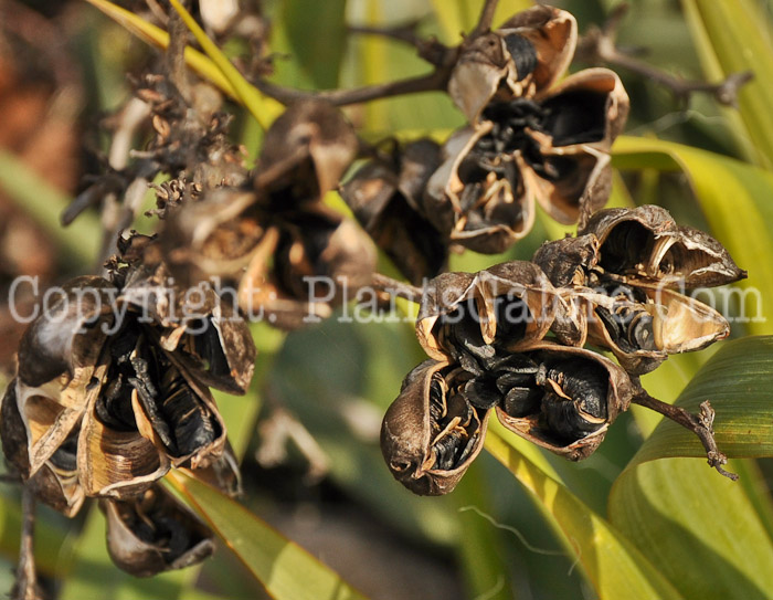 PGC-P-Belamcanda-chinensis-aka-Blackberry-Lily-fruit-4