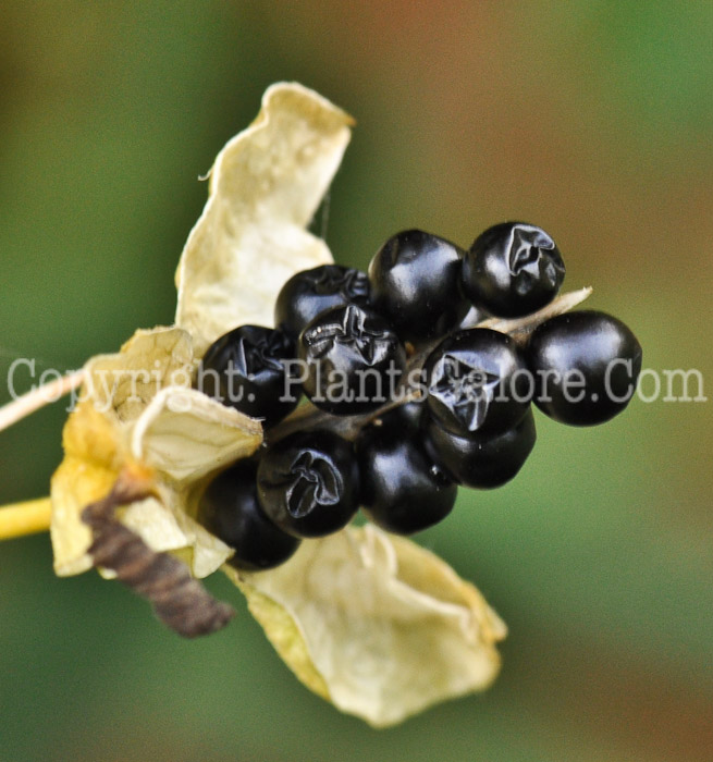 PGC-P-Belamcanda-chinensis-aka-Blackberry-Lily-fruit-5