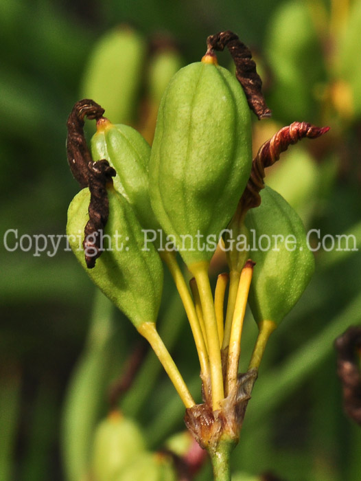 PGC-P-Belamcanda-chinensis-aka-Blackberry-Lily-fruit-9