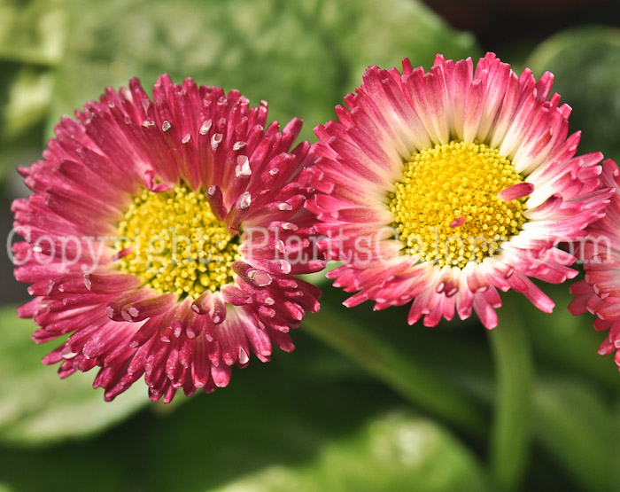 PGC-P-Bellis-perennis-Bellisima-2011-05-001