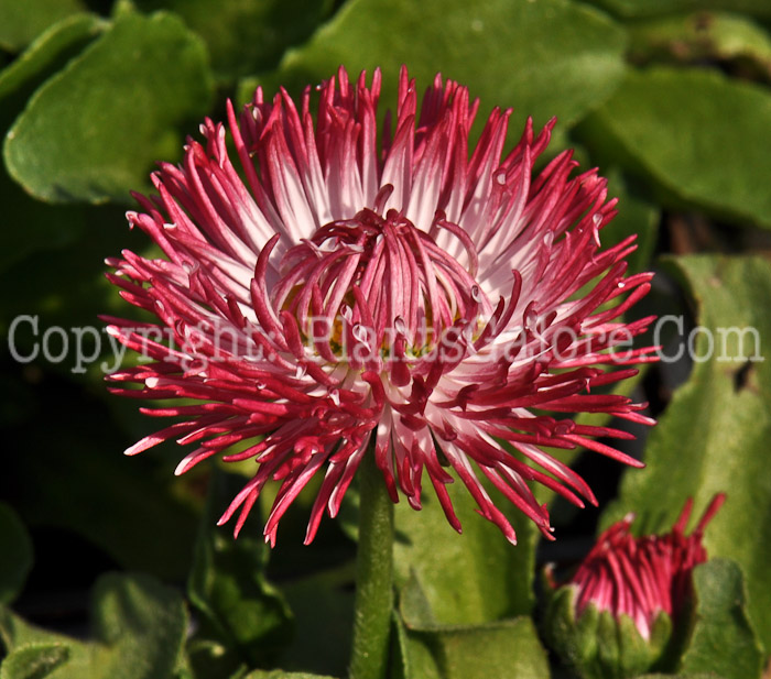 PGC-P-Bellis-perennis-Galaxy-Mix-01