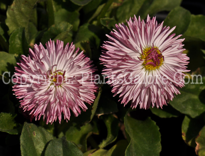 PGC-P-Bellis-perennis-Galaxy-Mix-05