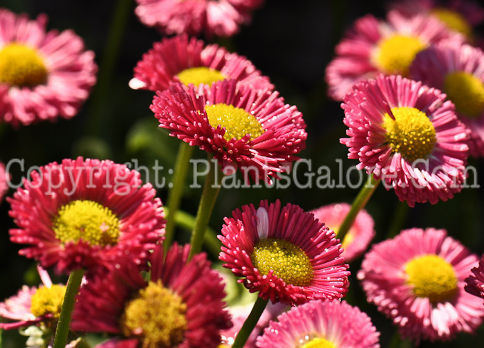 PGC-P-Bellis-perennis-Galaxy-Red-1