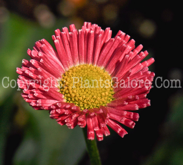 PGC-P-Bellis-perennis-Galaxy-Red-3