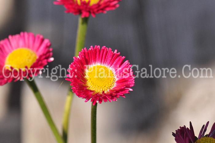 PGC-P-Bellis-perennis-Galaxy-Series-513-1