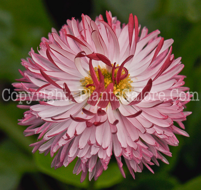 PGC-P-Bellis-perennis-Habanera-Rose-03-2012-1