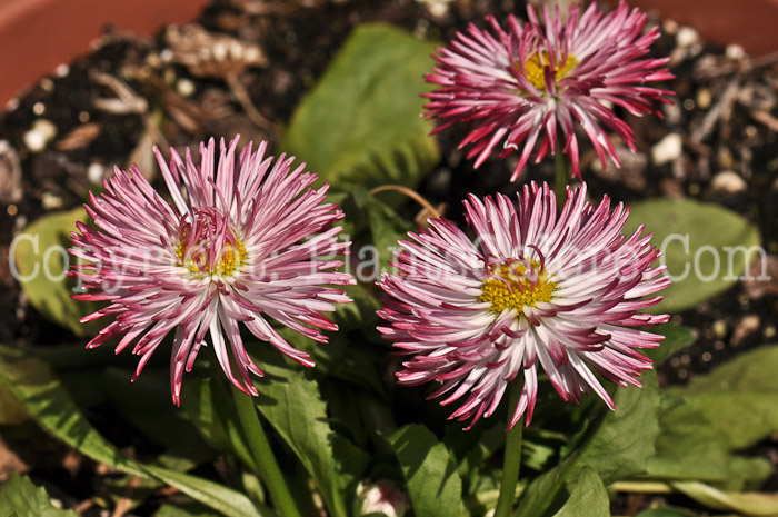 PGC-P-Bellis-perennis-Habanera-Rose-05-2012-1