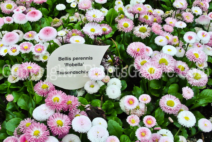 PGC-P-Bellis-perennis-Robella-dd-2010