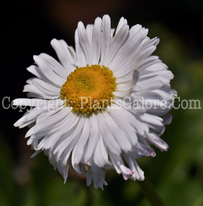 PGC-P-Bellis-perennis-Super-Enorma-2010-01