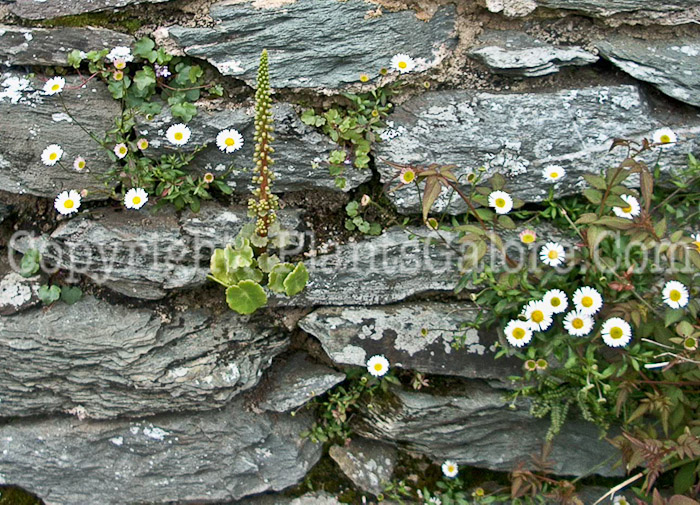 PGC-P-Bellis-perennis-aka-English-Daisy-1