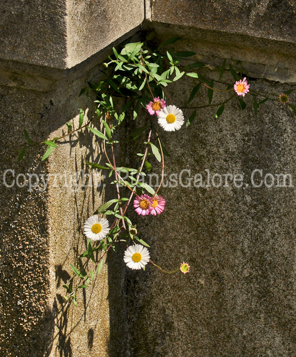 PGC-P-Bellis-perennis-aka-English-Daisy-3