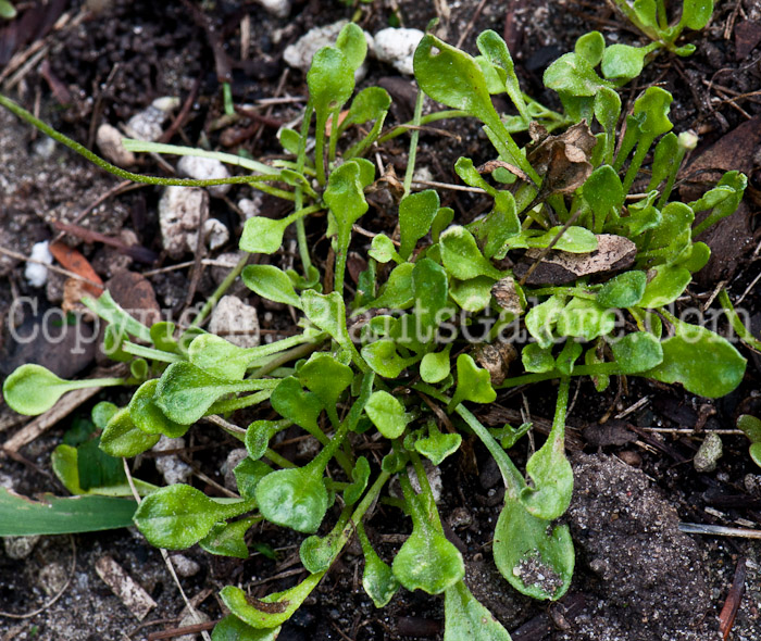 PGC-P-Bellium-bellidioides-aka-Stolon-Bellium-1013m-1