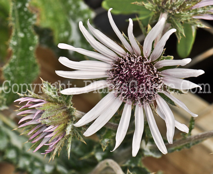 PGC-P-Berkheya-purpurea-Silver-Spikes-aka-Purple-Berkheya-1