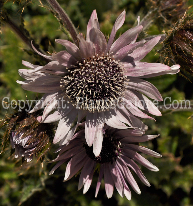 PGC-P-Berkheya-purpurea-aka-Purple-Berkheya-1