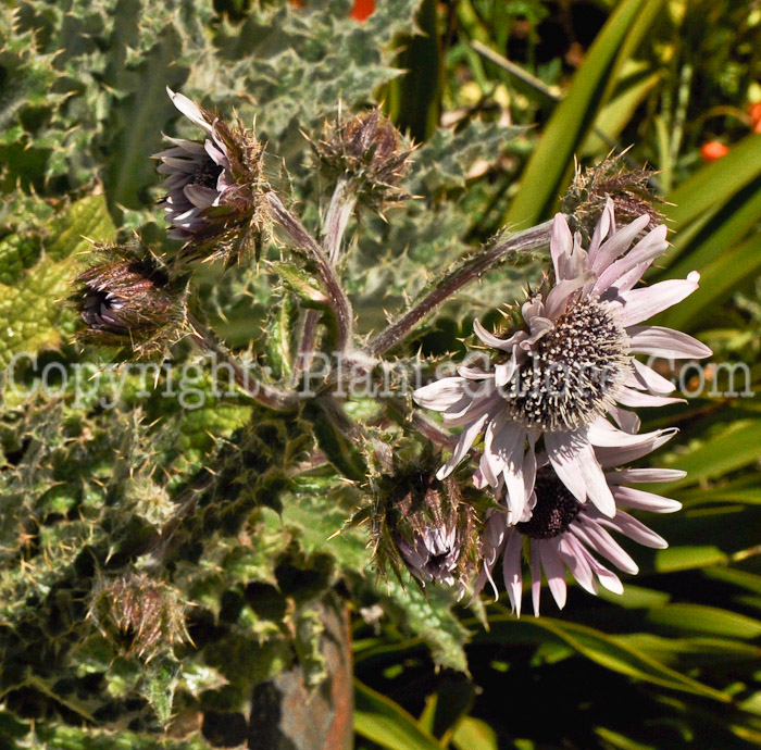 PGC-P-Berkheya-purpurea-aka-Purple-Berkheya-2