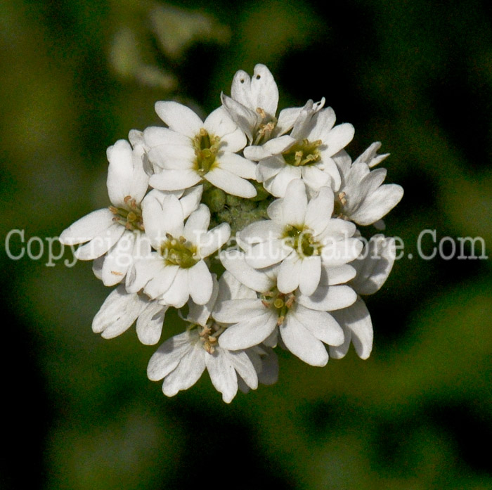 PGC-P-Berteroa-incana-aka-Hoary-Alyssum-1