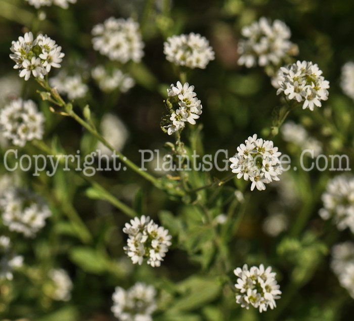 PGC-P-Berteroa-incana-aka-Hoary-Alyssum-3