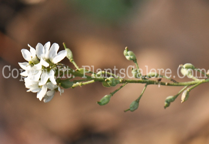 PGC-P-Berteroa-incana-aka-Hoary-Alyssum-4