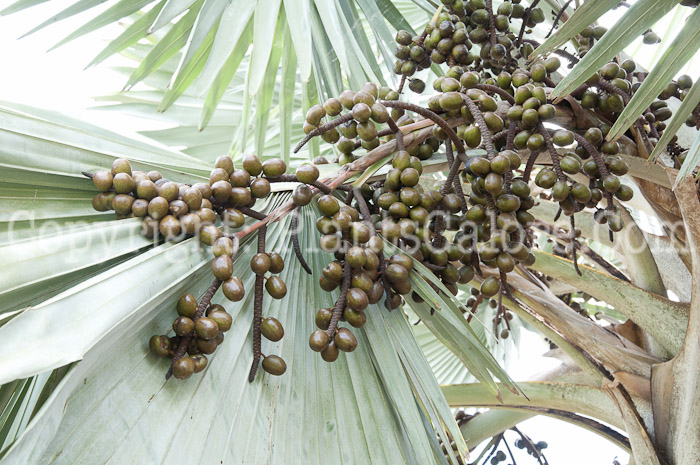 PGC-T-Bismarckia-nobilis-aka-Bismarck-Palm-0214m-1