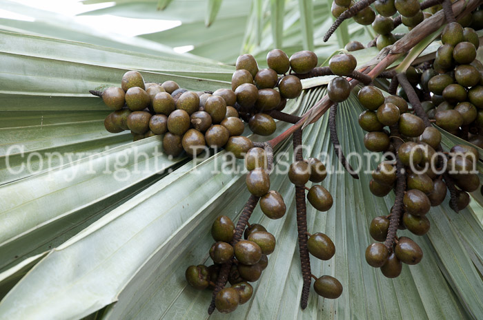 PGC-T-Bismarckia-nobilis-aka-Bismarck-Palm-0214m-2