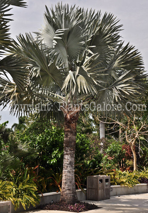 PGC-T-Bismarckia-nobilis-aka-Bismarck-Palm-2013-1
