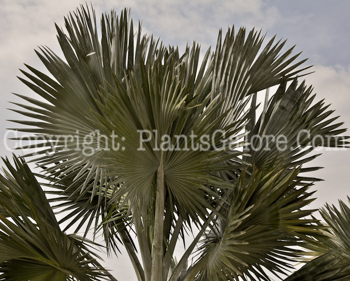 PGC-T-Bismarckia-nobilis-aka-Bismarck-Palm-2013-3