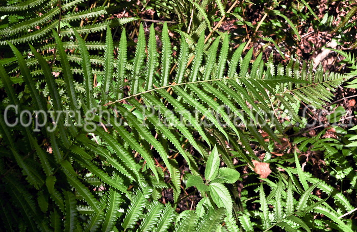 PGC-F-Blechnum-spicant-aka-Deer-Fern-1