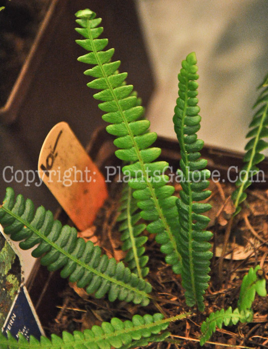 PGC-F-Blechnum-spicant-aka-Deer-Fern-2