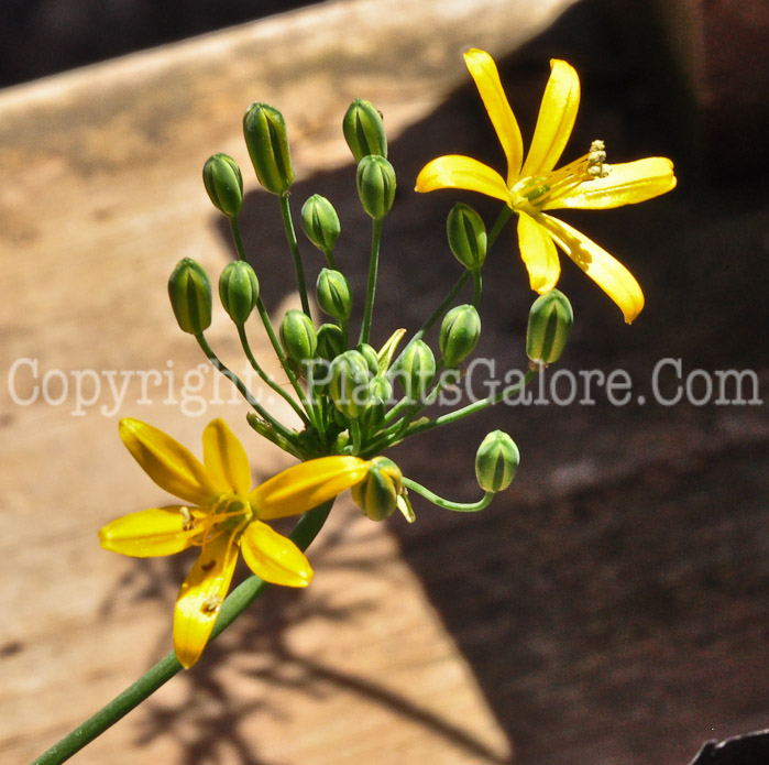 PGC-B-Bloomeria-crocea-aka-Golden-Star-0413-2