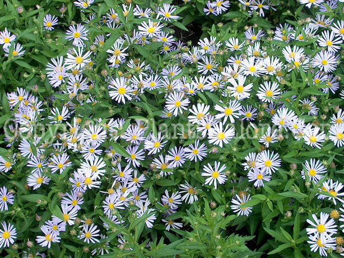 PGC-P-Boltonia-Jim-Crockett-aka-False-Aster-1