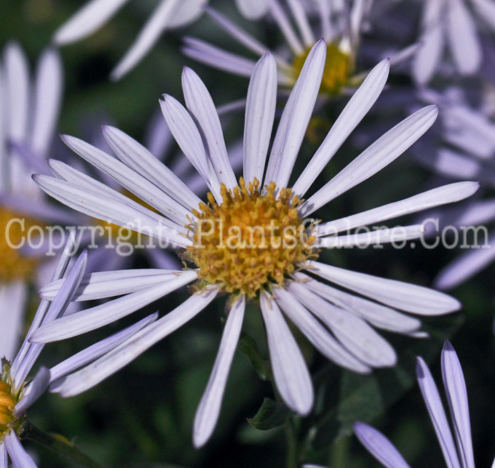 PGC-P-Boltonia-Jim-Crockett-aka-False-Aster-3