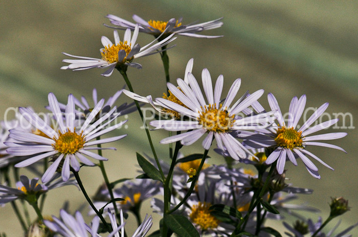 PGC-P-Boltonia-Jim-Crockett-aka-False-Aster-4