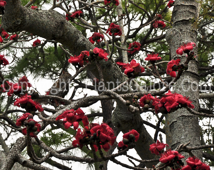 PGC-T-Bombax-ceiba-aka-Red-Silk-Cotton-Tree-1-1