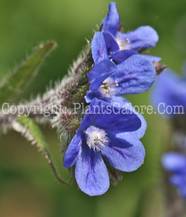 PGC-P-Borago-officinale-aka-Common-Borage-1