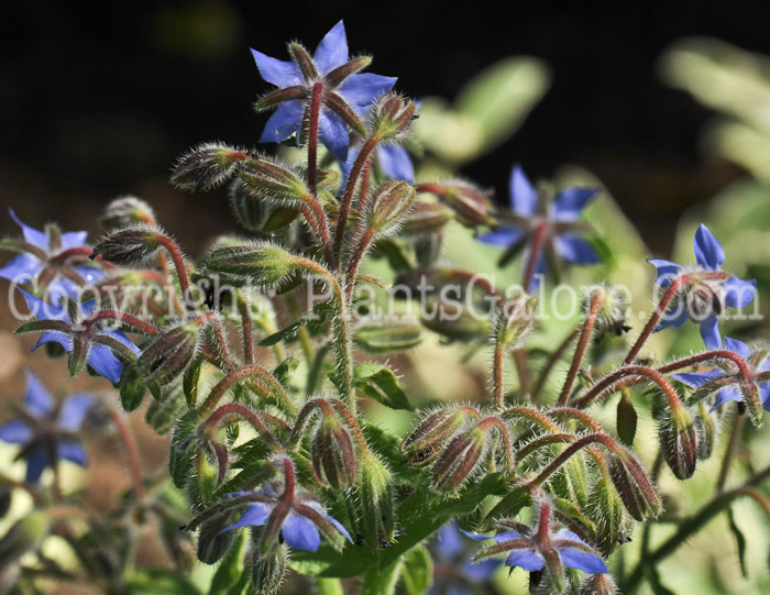 PGC-P-Borago-officinale-aka-Common-Borage-6