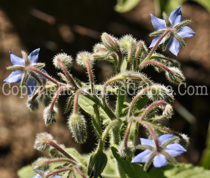 PGC-P-Borago-officinale-aka-Common-Borage-8